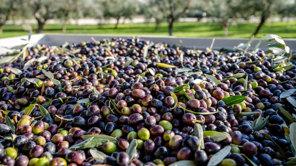 Genießen in Istrien Gebrüder Chiavalon Olivenöl