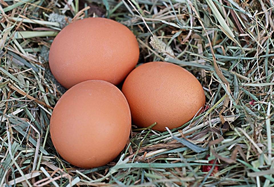 Erzeugercode auf Eiern - europaweit gültig Foto: Topfgucker-TV