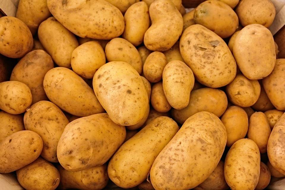 Kartoffelernte 2016 fällt regional sehr unterschiedlich aus