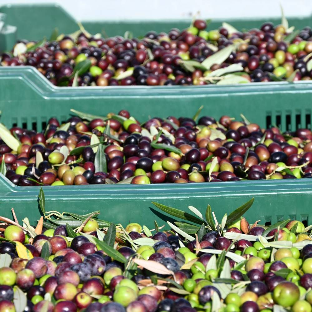 Avistria - Olivenöl Avistria - Olivenöl