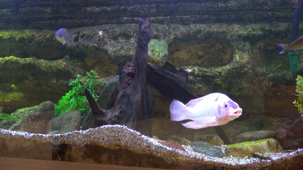 Aquarium im Restaurant "Zur Linde"