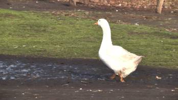 Spargelhof in Kremmen | Freilandgänse