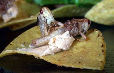 Pikant frittierte Käferlarven, Heuschrecken und Grillen