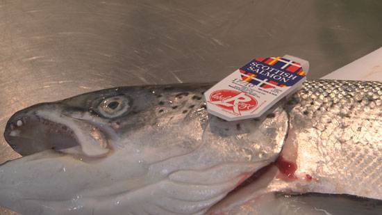 Wie beizt man einen (Schottischen Wild-) Lachs (Scottish wild salmon)?